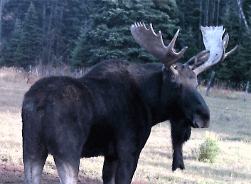 Black Moose