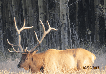 Elk Walking