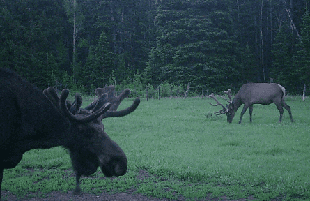 Two Moose