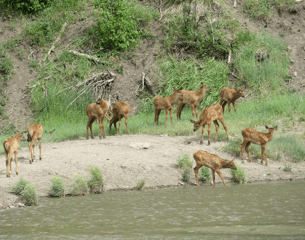 Deers