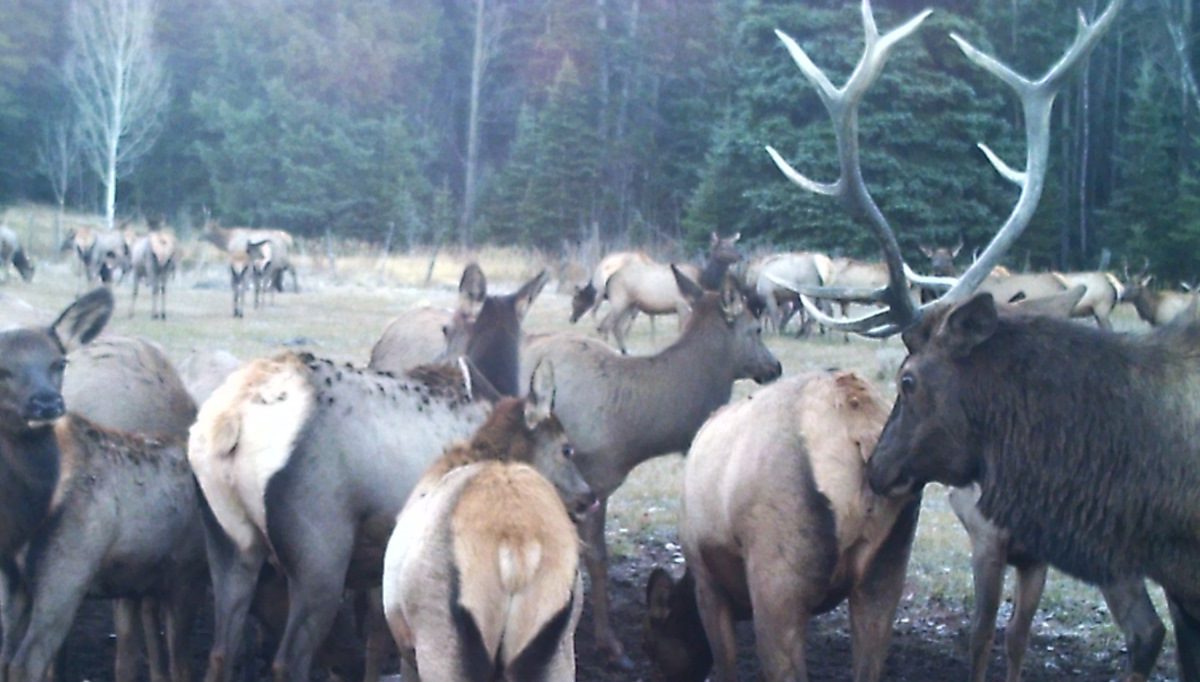 Herd Of Elks
