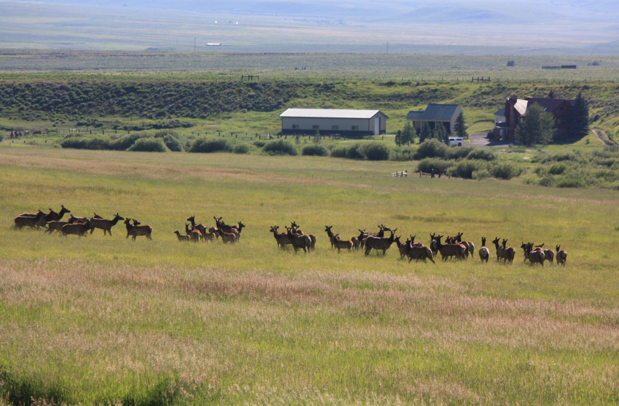 Herd Of Deer